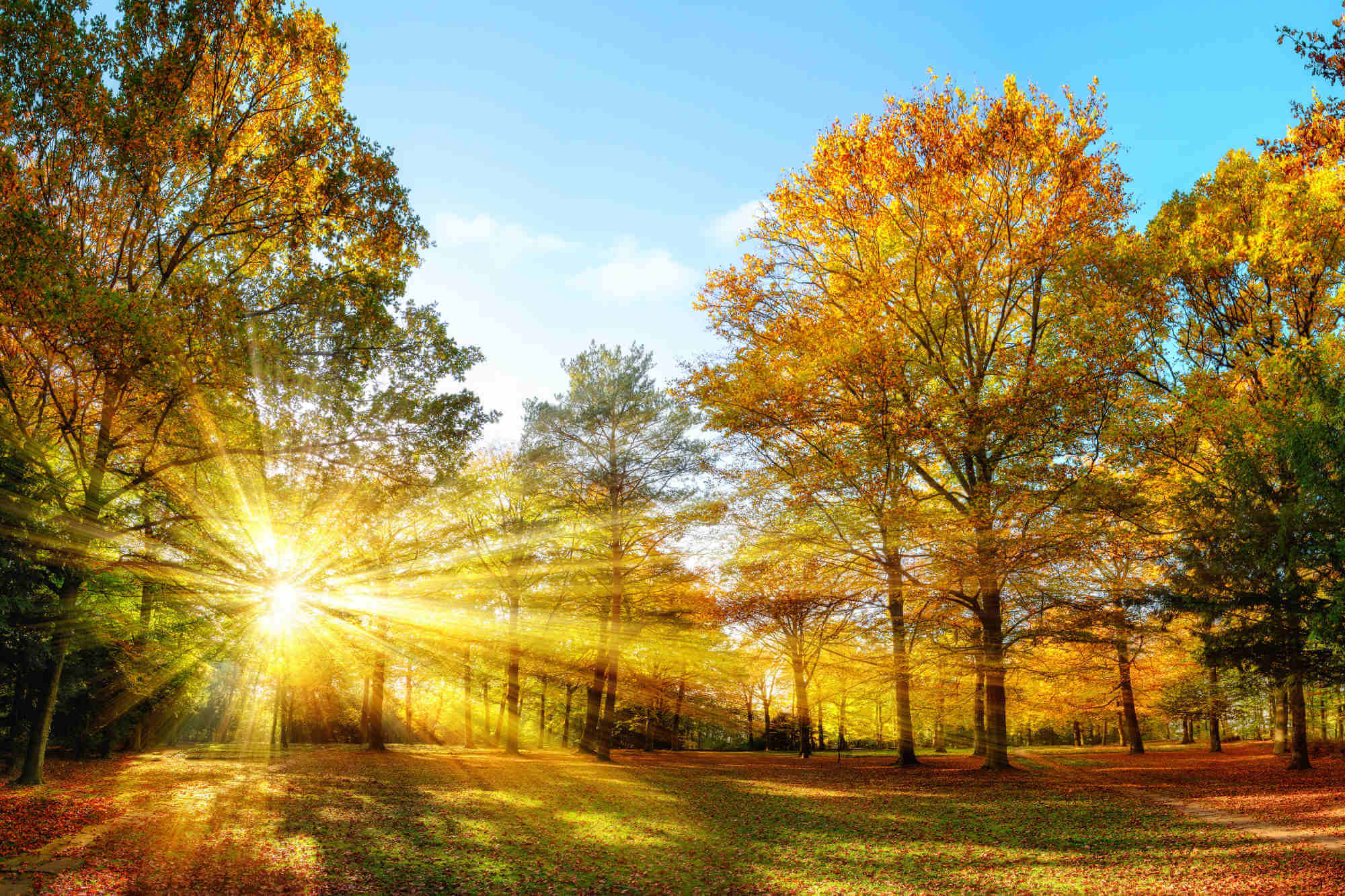 Sun shining through gold foliage and illuminating the forest